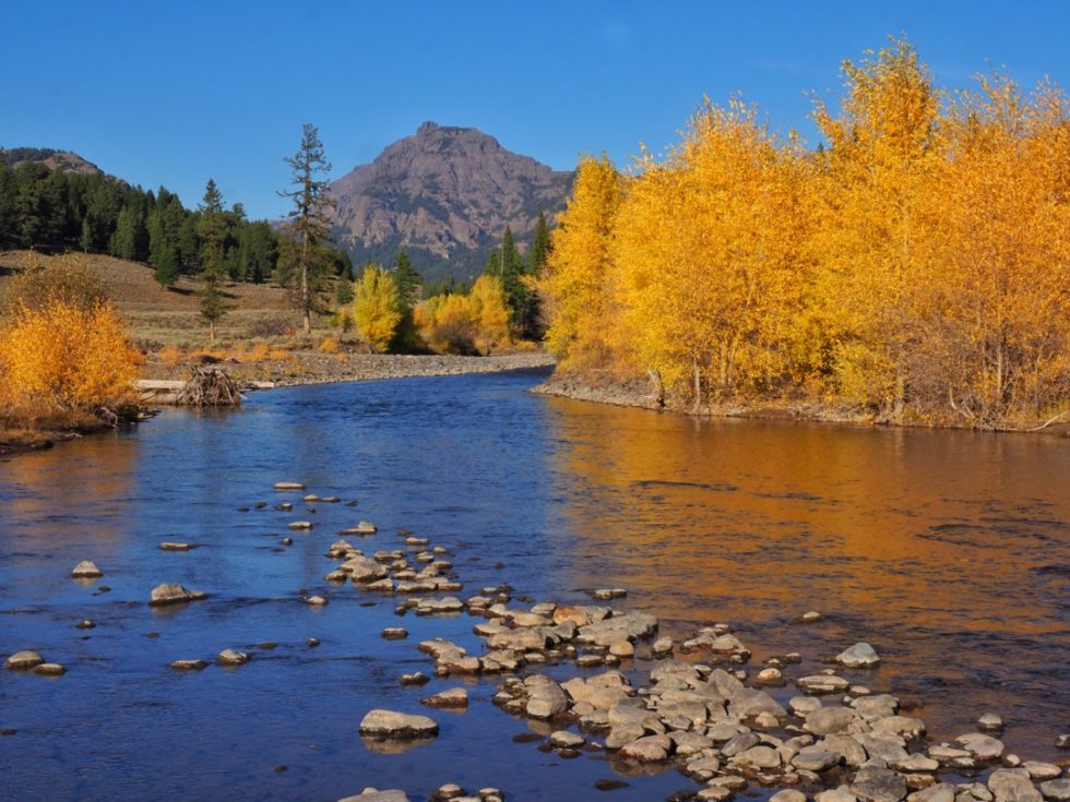 Camping in Yellowstone's Fall Color - A Yellowstone Life