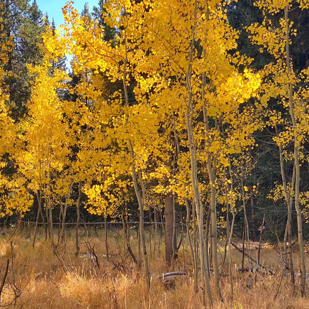 Camping in Yellowstone's fall color aspens