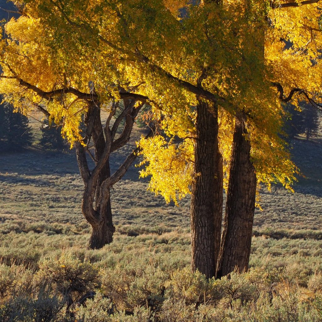 Camping in Yellowstone's fall color cottonwoods