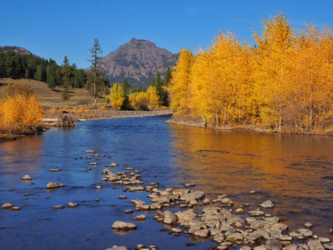 Camping In Yellowstone's Fall Color - A Yellowstone Life