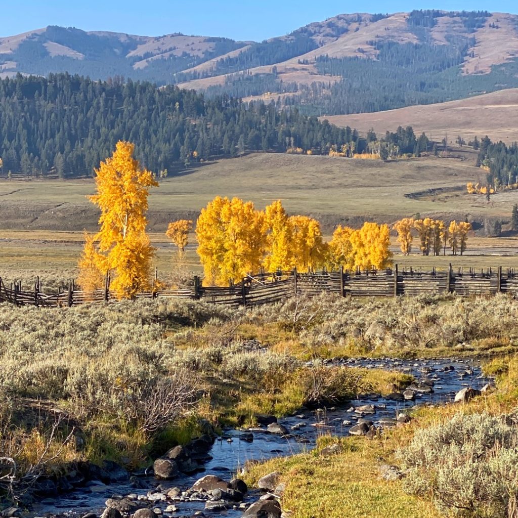 Camping in Yellowstone's Fall Colors Lamar Valley