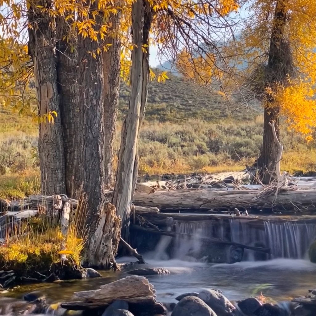 Camping in Yellowstone's Fall Colors Lamar Valley 2