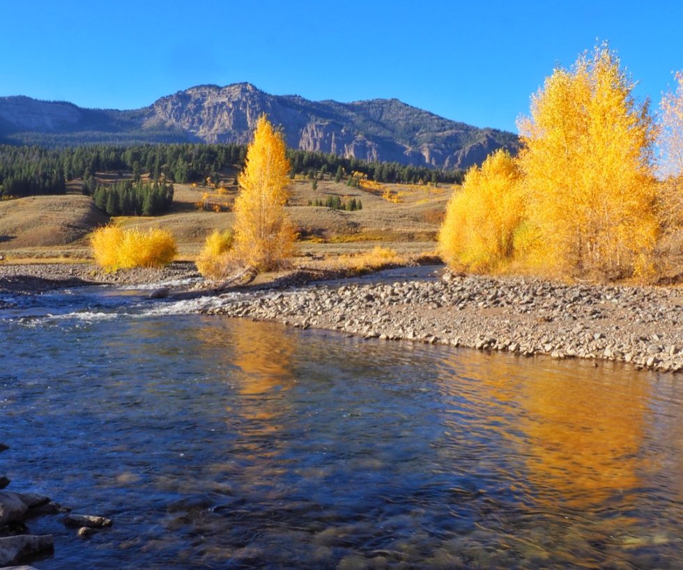 Camping in Yellowstone's Fall Color - A Yellowstone Life