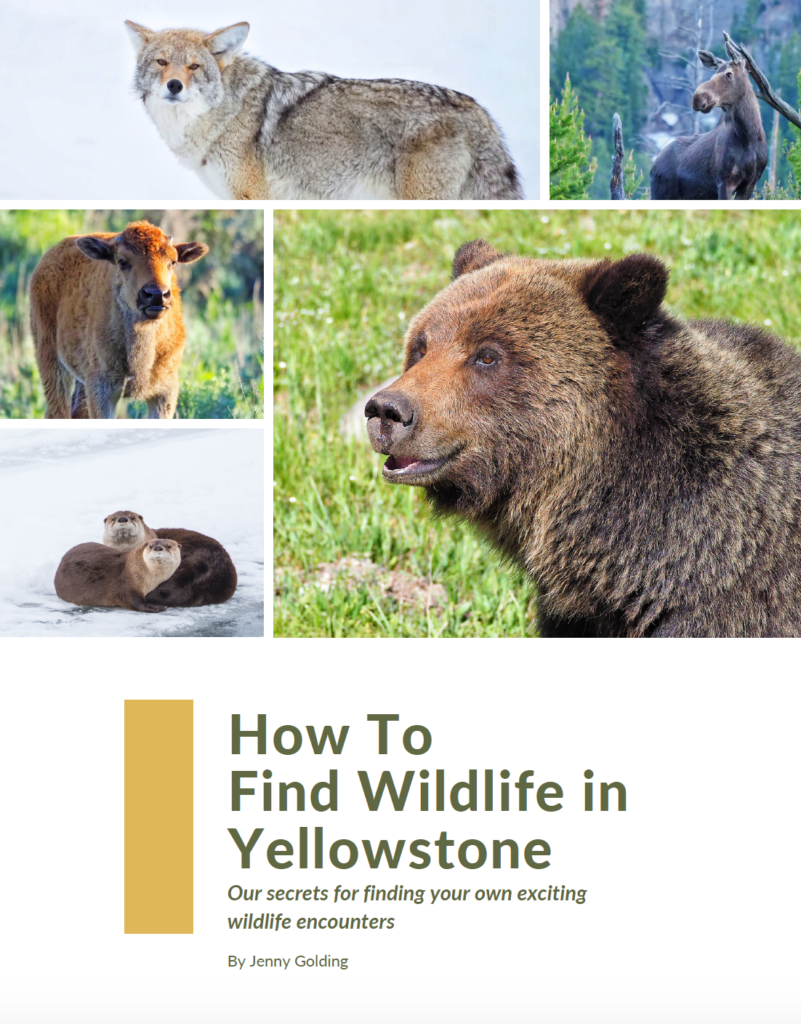 Yellowstone Wildlife Watching Guide grizzly coyote moose bison calf otter