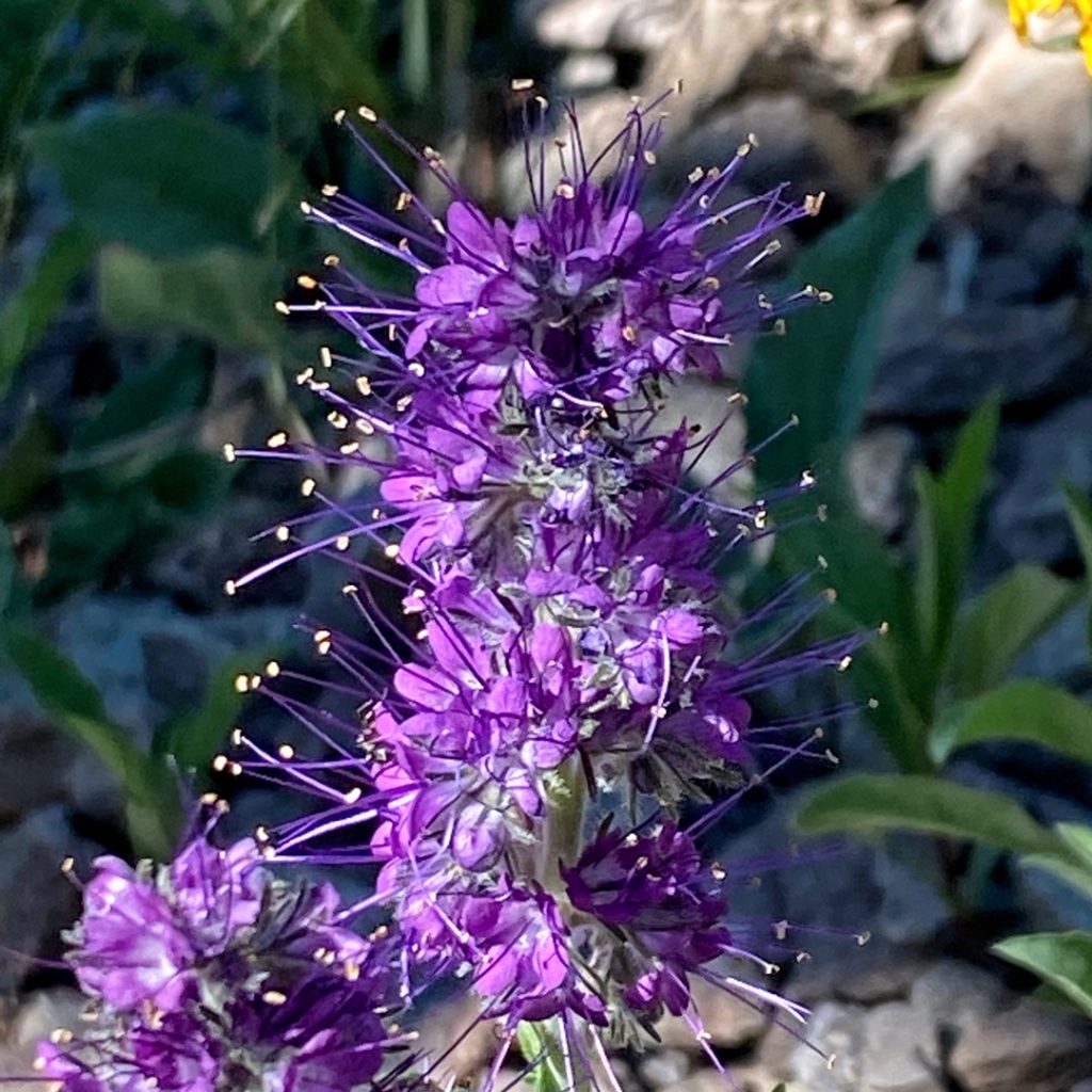 climbing avalanche peak yellowstone silky phacelia flower