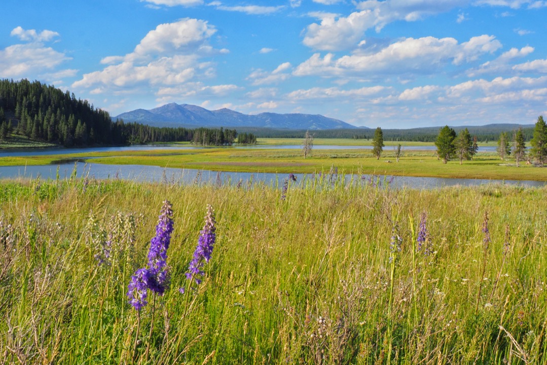 lupine along Yellowstone River