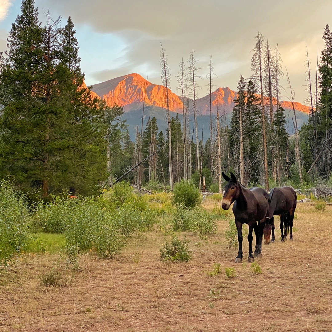 backpacking Bob Marshall Wilderness mules in camp