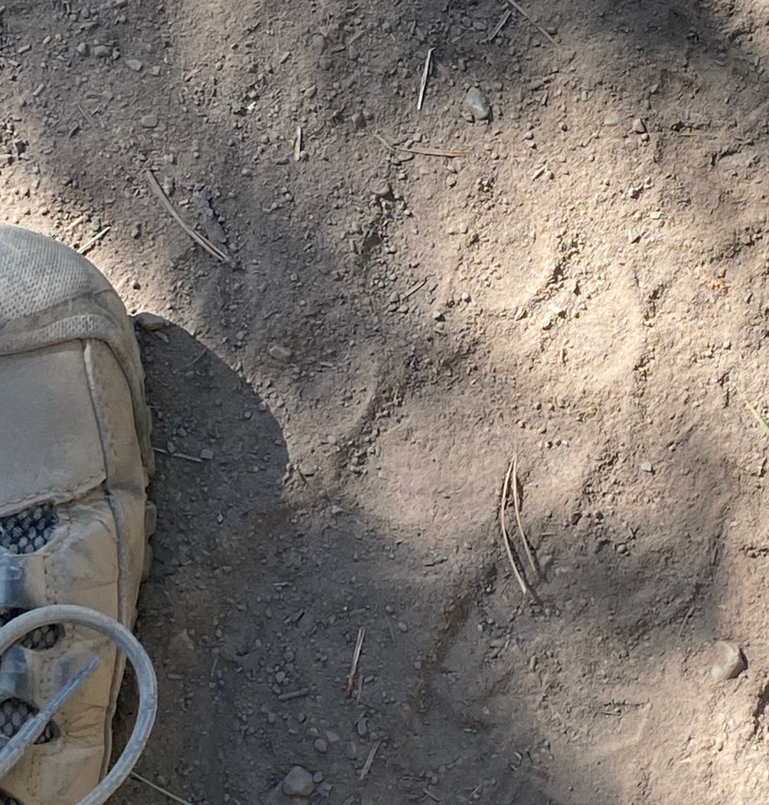 Backpacking Bob Marshall Wilderness Mountain Lion Track