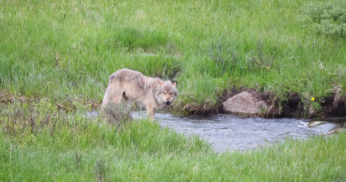 Yellowstone Wildlife Watching: Wolf Meets Bear Family - A Yellowstone Life