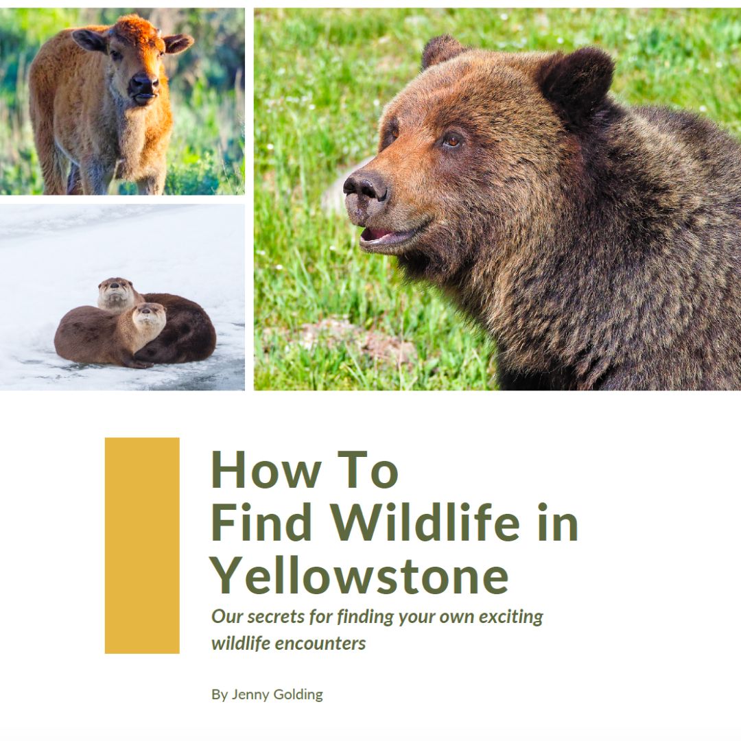 Yellowstone wildlife watching guide