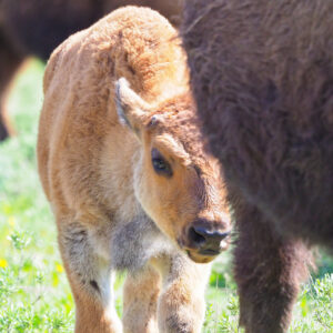 bison calf with cow in Yellowstone wildlife watching guide