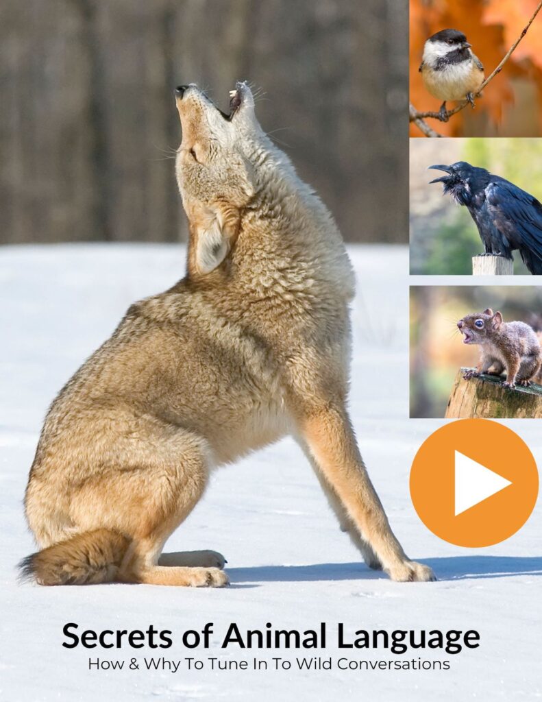 coyote howling secrets of animal language