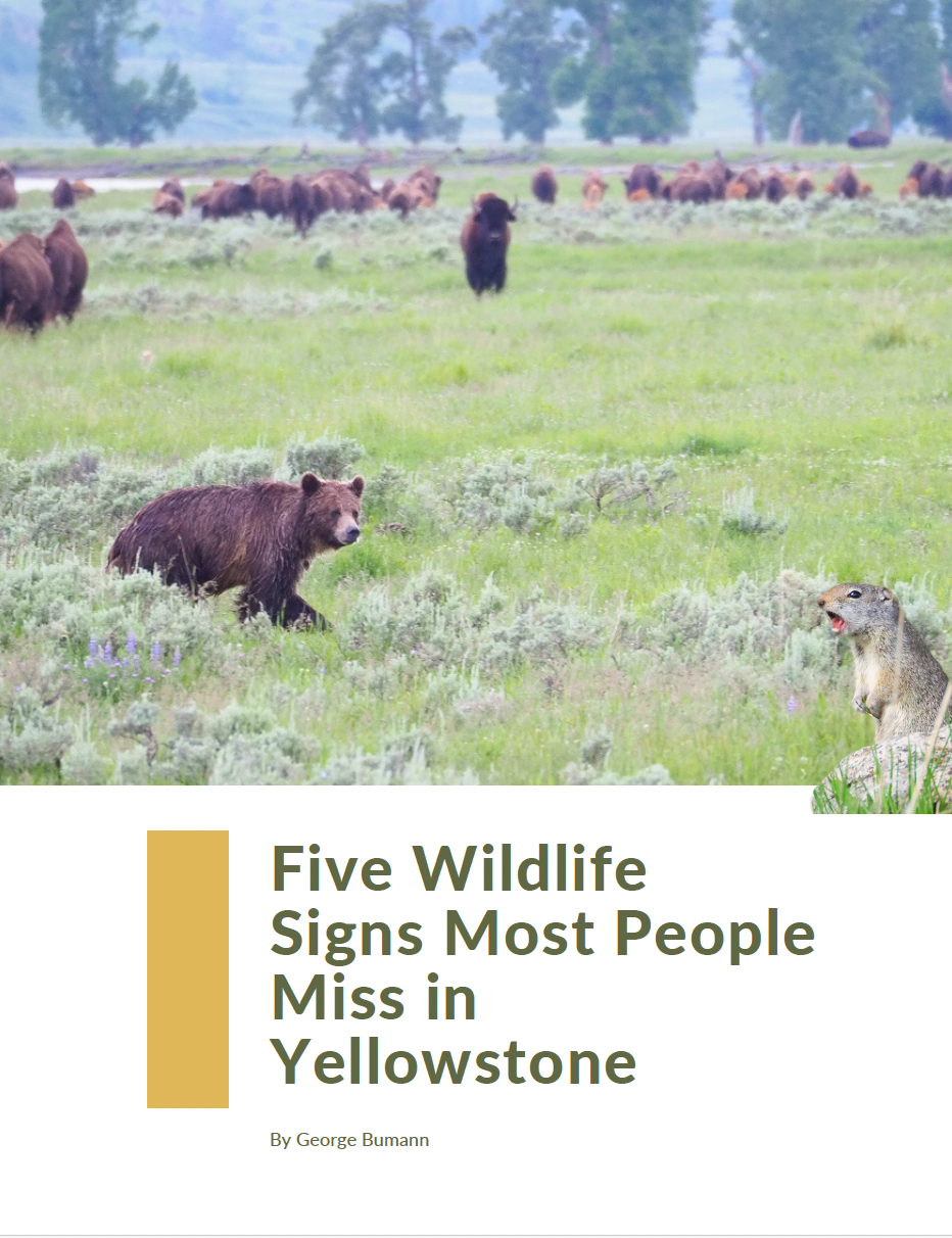 five wildlife signs most people miss in yellowstone