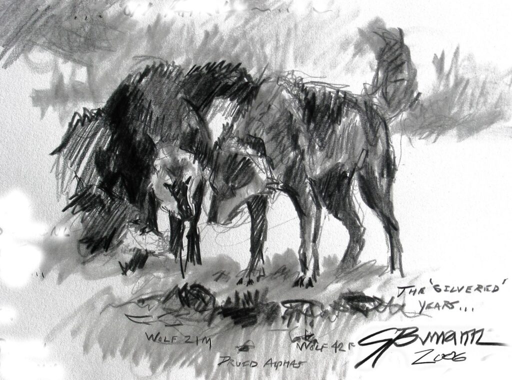 Yellowstone alpha wolves 21 and 42 sketch by George Bumann