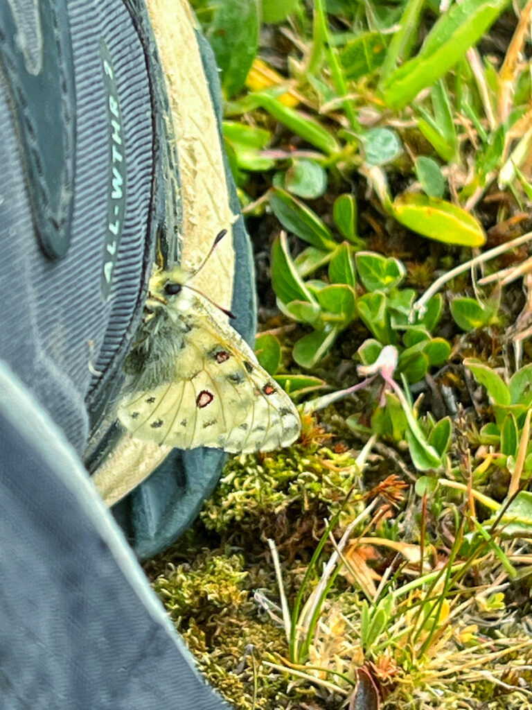 Rocky Mountain Parnassian butterfly taking shelter on my boot in a storm